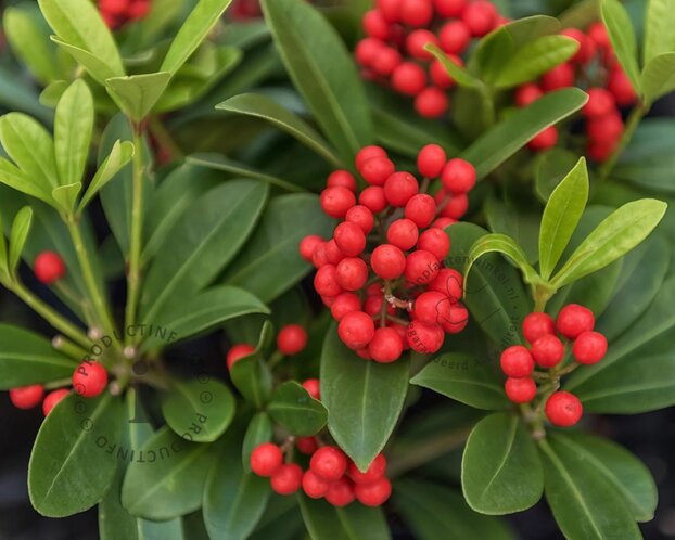 Skimmia japonica 'Obsession'