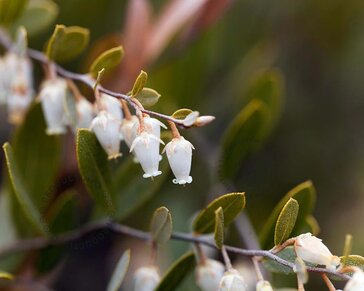 Chamaedaphne calyculata 'White Bells'