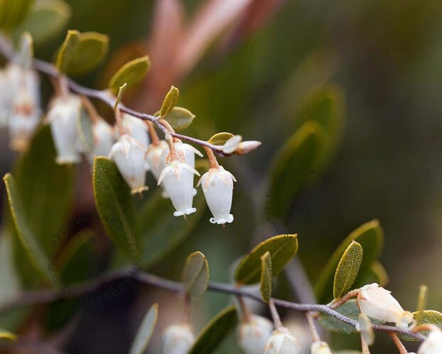Chamaedaphne calyculata 'White Bells'