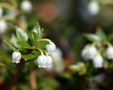 Gaulnettya wisleyensis 'Jingle Bells'