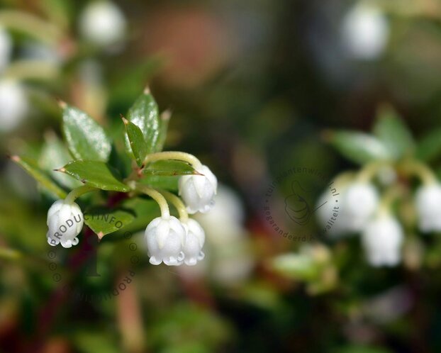 Gaulnettya wisleyensis 'Jingle Bells'