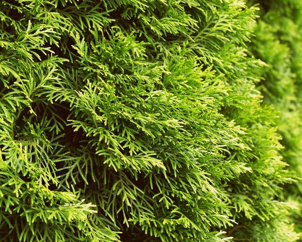 Thuja occidentalis 'Smaragd' - spiraal 100/120 cm