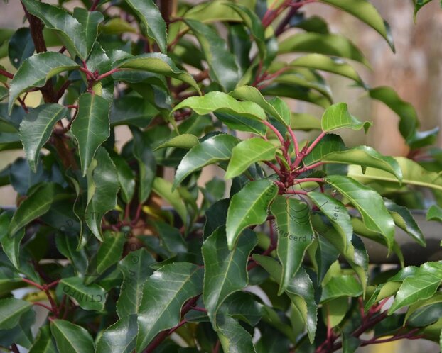 Prunus lusitanica 'Brenelia' - hoogstam