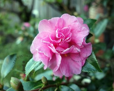 Camellia sasanqua 'Jennifer Susan'