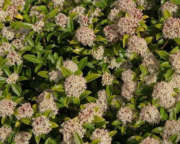 Skimmia japonica 'Godrie's Dwarf'