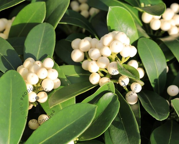 Skimmia japonica 'Kew White'