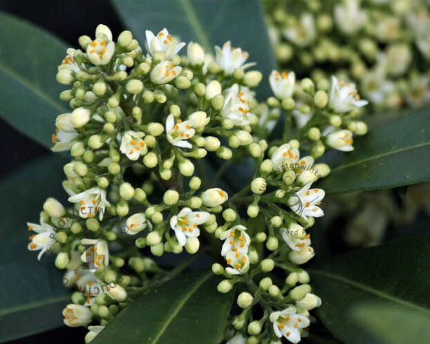Skimmia japonica 'Kew White'