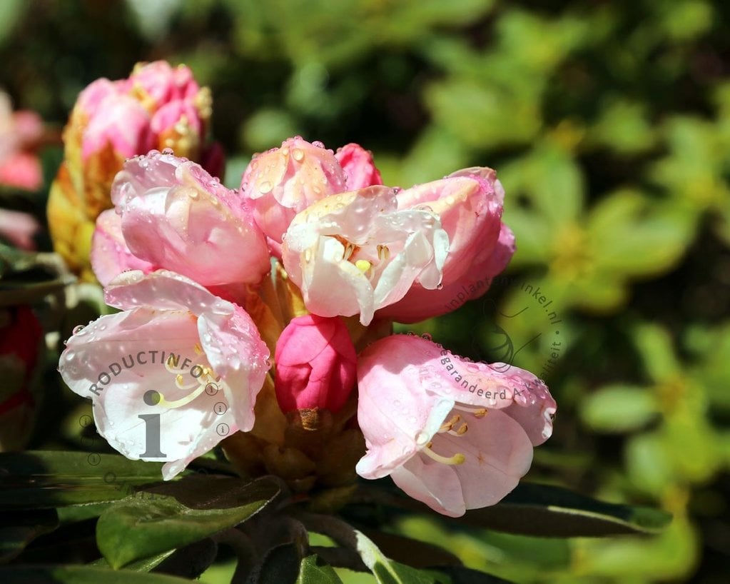 Rhododendron yakushimanum 'Dusty Miller'