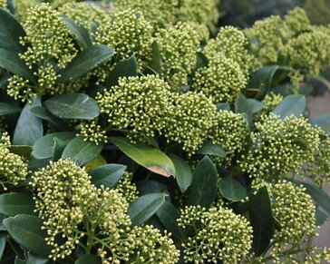 Skimmia japonica 'Godrie's Dwarf Green'
