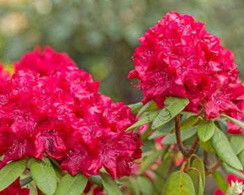 Rhododendron 'Markeeta's Prize'