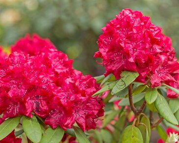 Rhododendron 'Markeeta's Prize'
