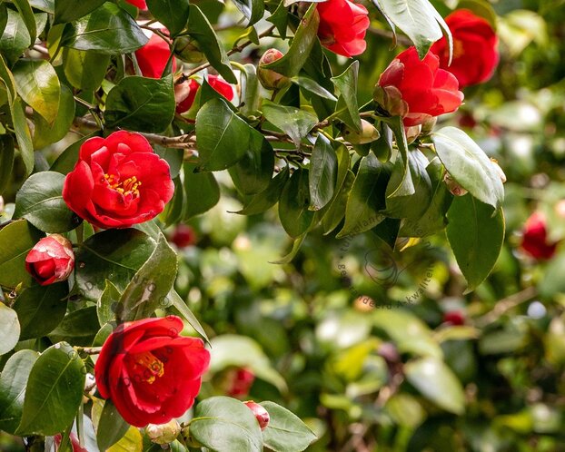 Camellia japonica 'Kramer's Supreme'
