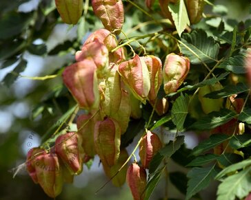 Koelreuteria paniculata