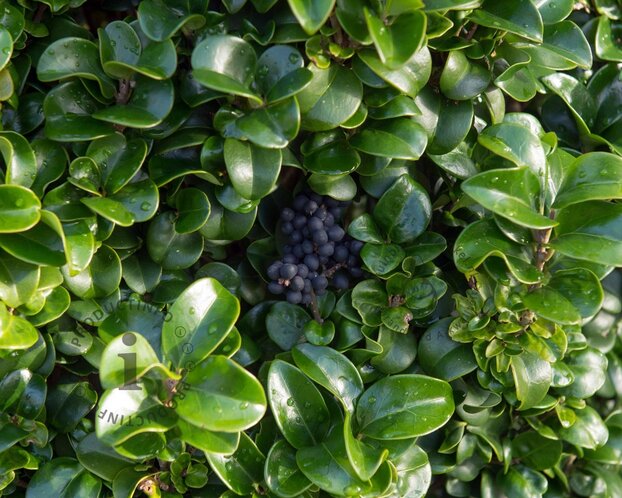 Ligustrum japonicum 'Rotundifolium'