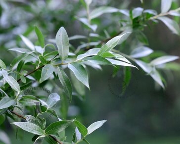 Forsythia intermedia 'Goldrausch