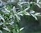 Forsythia intermedia 'Goldrausch Foto 2