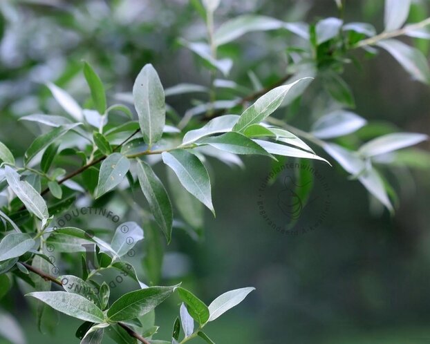 Forsythia intermedia 'Goldrausch