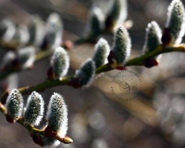 Salix helvetica
