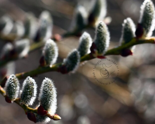 Salix helvetica
