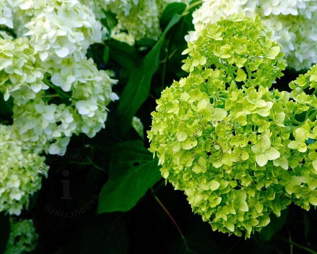 Hydrangea arborescens 'Lime Rickey'