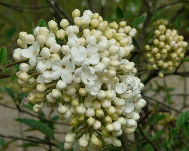 Viburnum 'Eskimo'