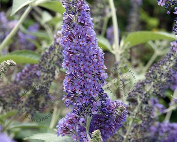Buddleja davidii 'Lochinch'