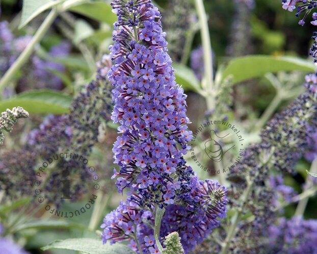 Buddleja davidii 'Lochinch'
