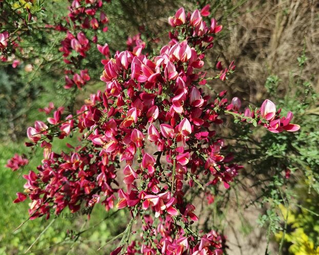 Cytisus 'Boskoop Ruby' - 60 cm stam