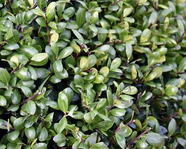 Ilex crenata 'Hetzii' - bolvorm