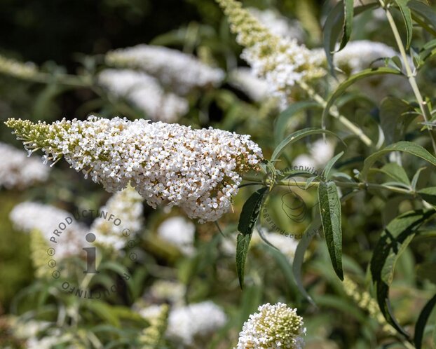 Buddleja davidii Free Petite 'Snow White'