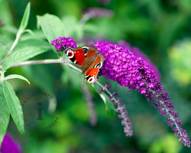 Buddleja davidii Free Petite 'Tutti Frutti'