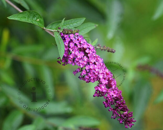 Buddleja davidii Free Petite 'Dark Pink'