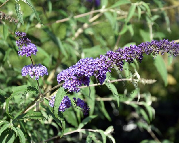 Buddleja davidii Free Petite 'Blue Heaven'