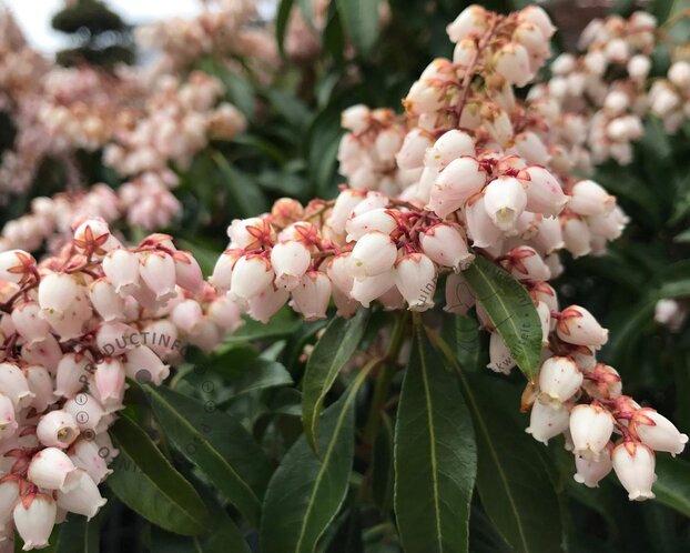 Pieris japonica 'Katsura'