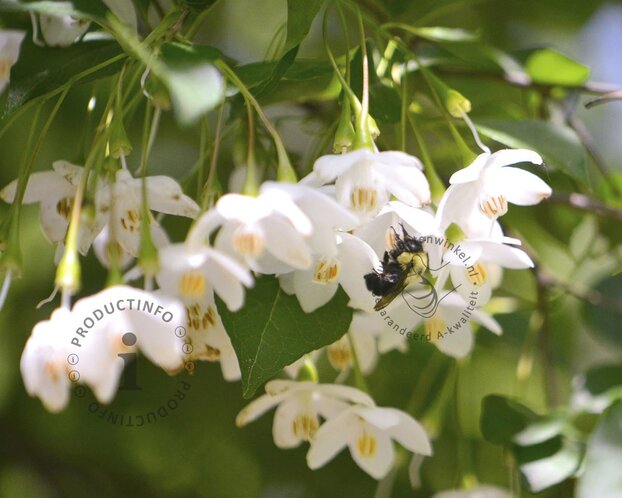 Styrax japonicus 'June Snow'
