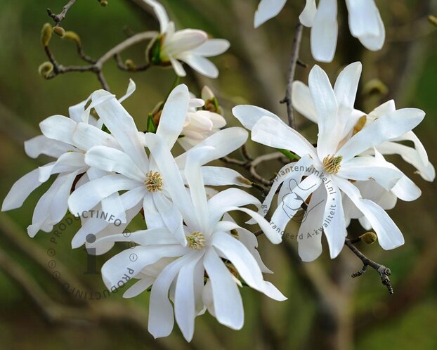 Magnolia stellata 'Royal Star' - hoogstam