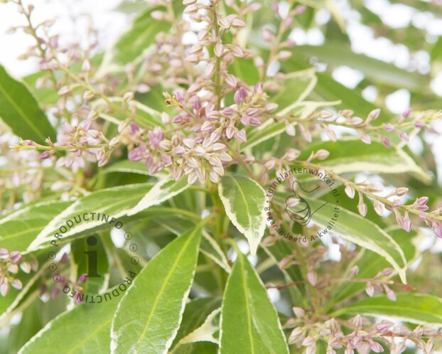 Pieris japonica 'Polar Passion'