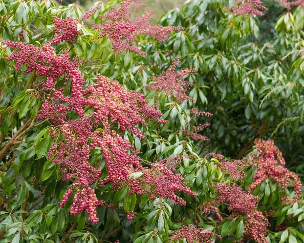 Pieris japonica 'Valley Valentine'
