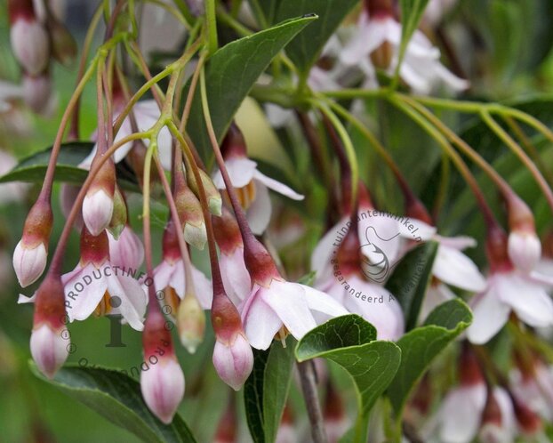 Styrax japonicus 'Purple Haze'