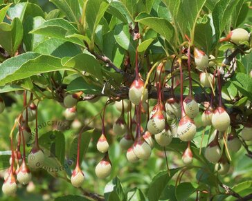 Styrax japonicus 'Purple Haze'
