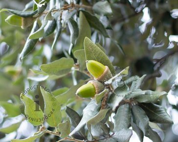 Quercus ilex - hoogstam