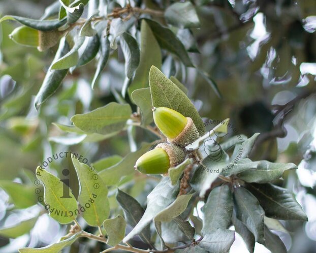Quercus ilex - hoogstam