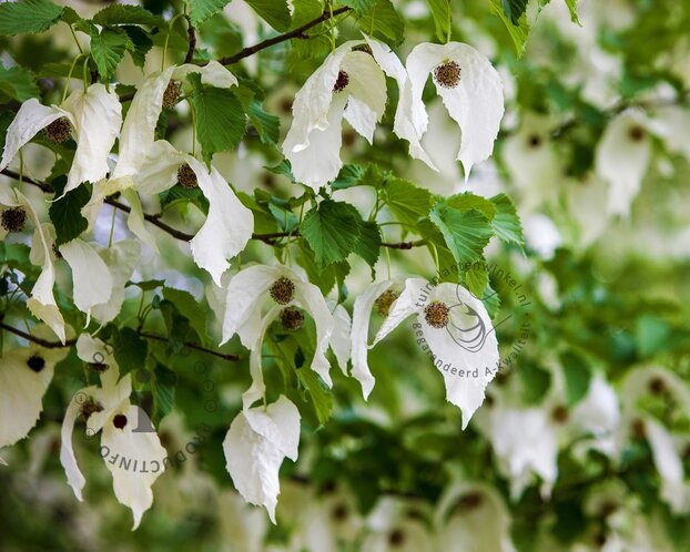 Davidia involucrata