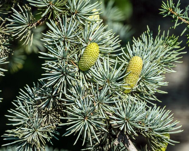 Cedrus libani 'Glauca'