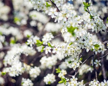 Prunus eminens 'Umbraculifera' - 225 cm stam