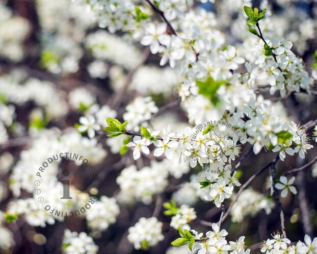 Prunus eminens 'Umbraculifera' - 225 cm stam