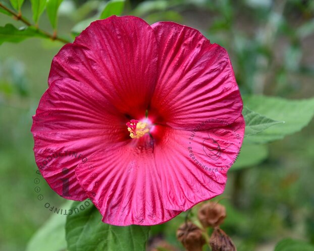 Hibiscus moscheutos 'Hot Pink'