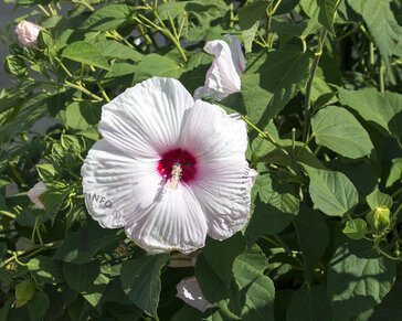 Hibiscus moscheutos 'Sparkle'