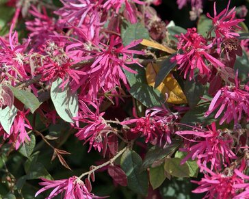 Loropetalum chinense 'Fire Dance'