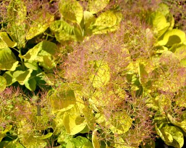 Cotinus coggygria 'Golden Lady'